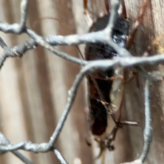 Blattidae sp. (family) at Kurrajong, NSW - 27 Jul 2024 08:50 AM