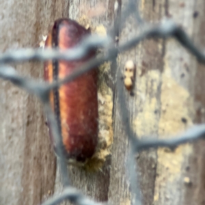 Blattodea (order) at Kurrajong, NSW - 27 Jul 2024 08:50 AM