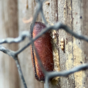 Blattodea (order) at Kurrajong, NSW - 27 Jul 2024 08:50 AM