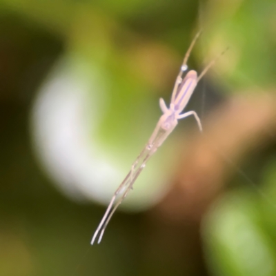 Tetragnatha sp. (genus) (Long-jawed spider) at Kurrajong, NSW - 27 Jul 2024 by Hejor1