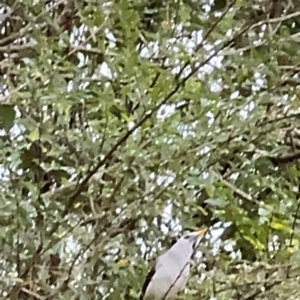 Manorina melanocephala at Kurrajong, NSW - 27 Jul 2024 09:20 AM