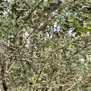 Manorina melanocephala at Kurrajong, NSW - 27 Jul 2024 09:20 AM