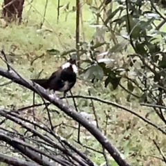 Psophodes olivaceus (Eastern Whipbird) at Kurrajong, NSW - 26 Jul 2024 by Hejor1