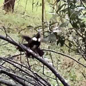 Psophodes olivaceus at Kurrajong, NSW - 27 Jul 2024 09:20 AM