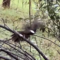 Psophodes olivaceus at Kurrajong, NSW - 27 Jul 2024 09:20 AM