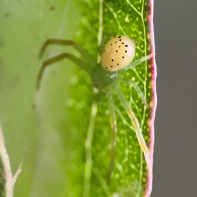 Thomisidae (family) (Unidentified Crab spider or Flower spider) at Kurrajong, NSW - 27 Jul 2024 by Hejor1
