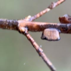 Blattodea (order) at Kurrajong, NSW - 26 Jul 2024 by Hejor1