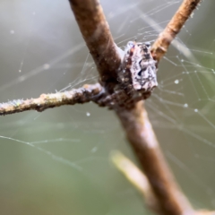 Araneus eburnus (Bush orb weaver) at Kurrajong, NSW - 27 Jul 2024 by Hejor1