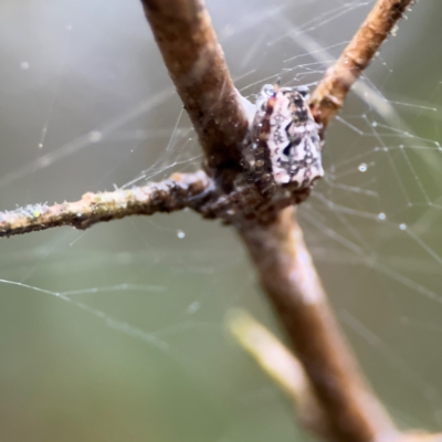 Araneinae (subfamily) at Kurrajong, NSW - 27 Jul 2024 by Hejor1