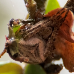 Araneinae (subfamily) at Kurrajong, NSW - 26 Jul 2024 by Hejor1