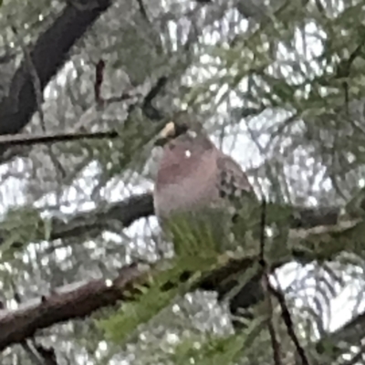 Phaps chalcoptera (Common Bronzewing) at Kurrajong, NSW - 27 Jul 2024 by Hejor1