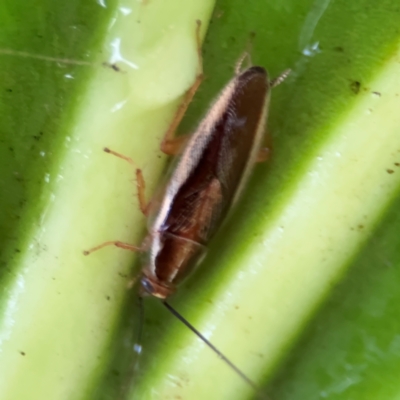 Balta bicolor (A balta cockroach) at Kurrajong, NSW - 27 Jul 2024 by Hejor1