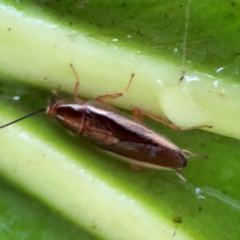 Balta bicolor at Kurrajong, NSW - 27 Jul 2024 09:43 AM