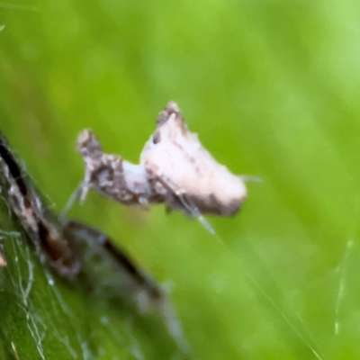 Philoponella congregabilis at Kurrajong, NSW - 26 Jul 2024 by Hejor1