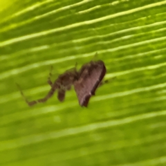 Philoponella congregabilis at Kurrajong, NSW - 27 Jul 2024 09:44 AM