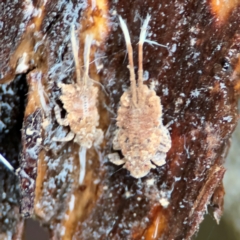 Platybrachys sp. (genus) at Kurrajong, NSW - 27 Jul 2024 by Hejor1