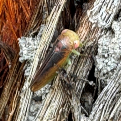 Cicadellidae (family) at Grose Vale, NSW - 27 Jul 2024 by Hejor1