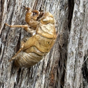 Cicadidae (family) at Grose Vale, NSW - 27 Jul 2024