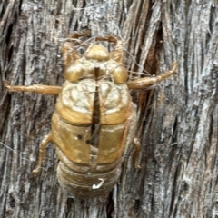 Cicadidae (family) at Grose Vale, NSW - 27 Jul 2024