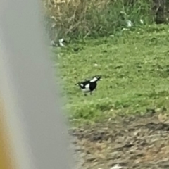 Grallina cyanoleuca (Magpie-lark) at Richmond, NSW - 27 Jul 2024 by Hejor1