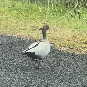 Chenonetta jubata at Grose Vale, NSW - 27 Jul 2024