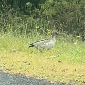 Chenonetta jubata at Grose Vale, NSW - 27 Jul 2024