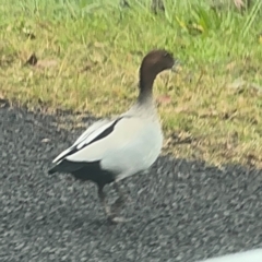 Chenonetta jubata at Grose Vale, NSW - 27 Jul 2024