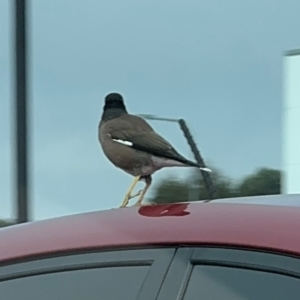 Acridotheres tristis at Marsden Park, NSW - 27 Jul 2024