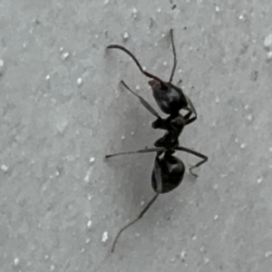 Iridomyrmex sp. (genus) at Marsden Park, NSW - 27 Jul 2024