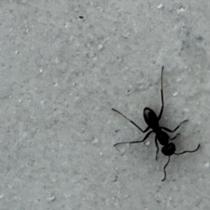 Iridomyrmex sp. (genus) at Marsden Park, NSW - 27 Jul 2024 01:26 PM
