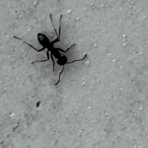 Iridomyrmex sp. (genus) at Marsden Park, NSW - 27 Jul 2024 01:26 PM