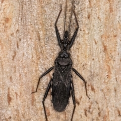 Piestolestes obscurus (Assassin bug) at Bruce, ACT - 26 Jul 2024 by kasiaaus