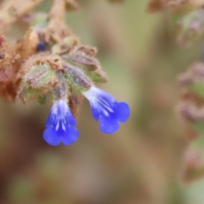 Salvia sp. (Cultivated) at Mount Surprise, QLD - 27 Jul 2024 by lbradley