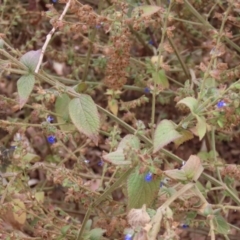 Salvia misella at Mount Surprise, QLD - 27 Jul 2024