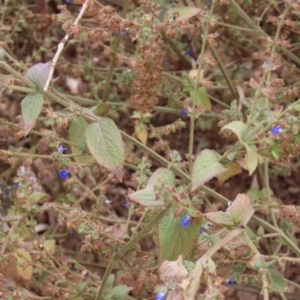 Salvia misella at Mount Surprise, QLD - 27 Jul 2024 10:23 AM