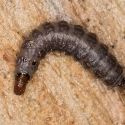 Lepidoptera unclassified IMMATURE (caterpillar or pupa or cocoon) at Bruce, ACT - 26 Jul 2024 by kasiaaus