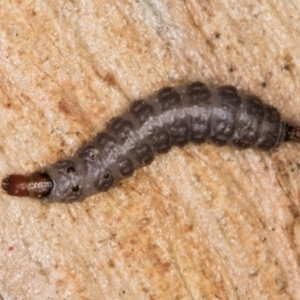 Lepidoptera unclassified IMMATURE at Bruce, ACT - 26 Jul 2024