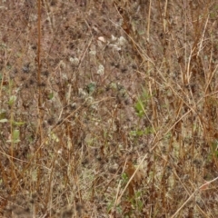 Bidens pilosa at Mount Surprise, QLD - 27 Jul 2024 by lbradley