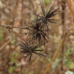 Bidens sp. at Mount Surprise, QLD - 27 Jul 2024 10:21 AM