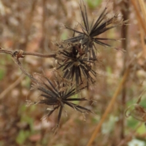 Bidens sp. at Mount Surprise, QLD - 27 Jul 2024