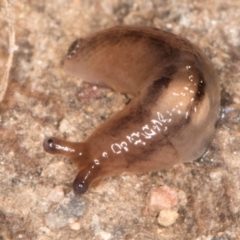 Ambigolimax sp. (valentius and waterstoni) (Striped Field Slug) at Bruce, ACT - 26 Jul 2024 by kasiaaus