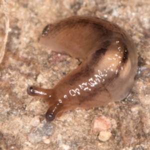 Ambigolimax sp. (valentius and waterstoni) at Bruce, ACT - 26 Jul 2024 10:37 AM