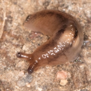 Unidentified Snail or Slug (Gastropoda) at Bruce, ACT by kasiaaus