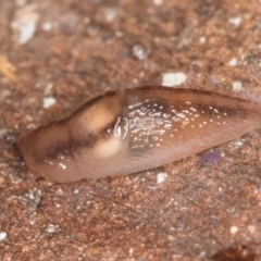 Ambigolimax sp. (valentius and waterstoni) at Bruce, ACT - 26 Jul 2024 10:37 AM