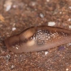 Ambigolimax sp. (valentius and waterstoni) at Bruce, ACT - 26 Jul 2024 10:37 AM