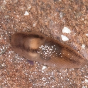 Ambigolimax sp. (valentius and waterstoni) at Bruce, ACT - 26 Jul 2024 10:37 AM