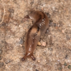 Ambigolimax sp. (valentius and waterstoni) at Bruce, ACT - 26 Jul 2024 10:37 AM