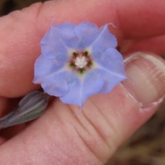 Trichodesma zeylanicum (Camel Bush, Cattle Bush) at Mount Surprise, QLD - 26 Jul 2024 by lbradley