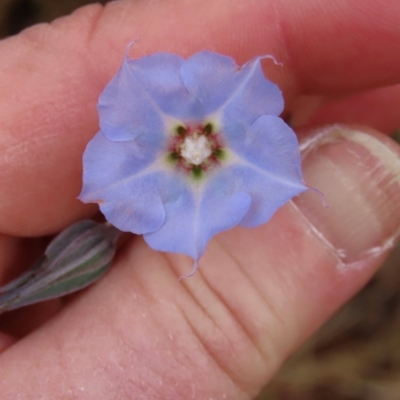 Trichodesma zeylanicum (Camel Bush, Cattle Bush) at Mount Surprise, QLD - 27 Jul 2024 by lbradley