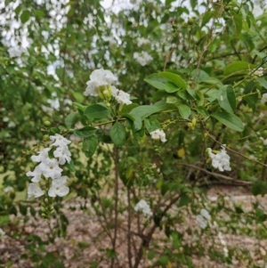 Unidentified Other Shrub at Mount Bundey, NT by AliClaw